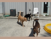 Dog Grooming West Pensacola, Cat Boarding West Pensacola, Dog Boarding Brent, Dog Grooming Brent, Cat Boarding Brent